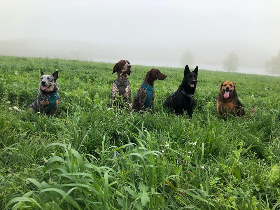 dog walks