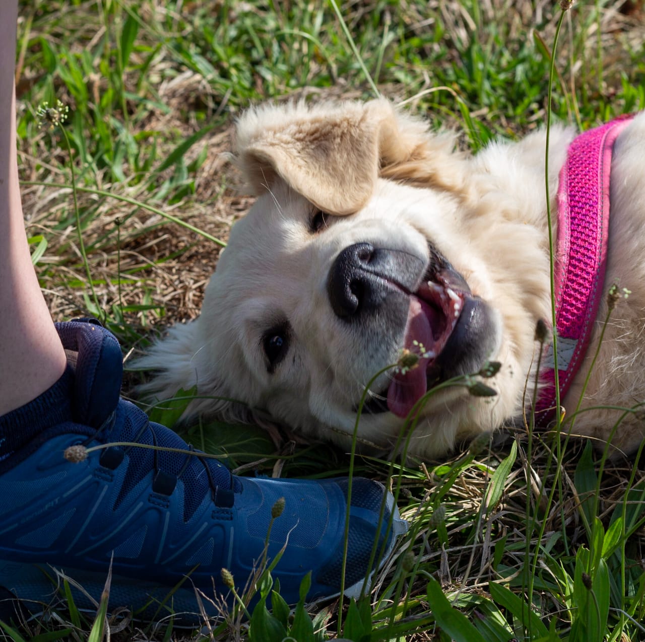 Goofy